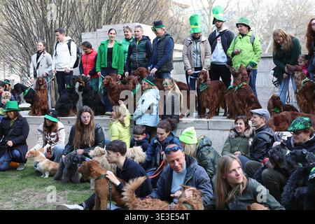 Irische Hundehalter treffen sich beim St. Patrick's Day Festival and Parade in Budapest, Ungarn Stockfoto