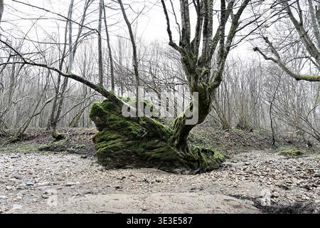Einzigartiger knorriger Baumstamm bedeckt mit grünem Moos, der einer menschlichen Hand ähnelt. Surreale botanische Szene in einem nebeligen Wald, perfekt für Wellness, Nachhaltigkeit Stockfoto