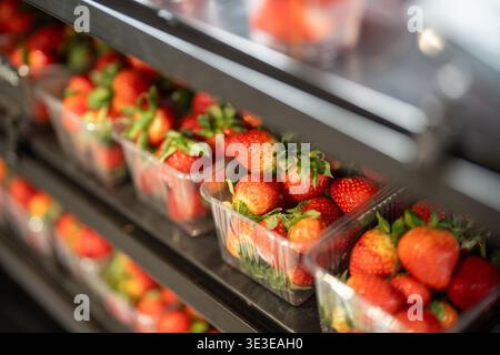 Frische rote Erdbeeren, verpackt in Kunststoffbehältern und zur Lagerung im Kühlschrank. Stockfoto