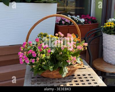 Blühende kalanchoe Blumen in einem Korb auf Holztisch im Sonnenlicht. Gartenarbeit, dekorative Pflanzen, gemütliches Ambiente im Freien, Blumenarrangements Stockfoto