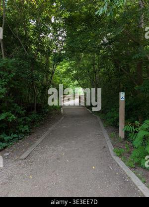 Idyllische Waldlandschaft mit Wanderweg durch viel Gras, gesäumt von Bäumen und moosbedeckten Felsen, Wandern in der Natur - aktive Erholung Stockfoto