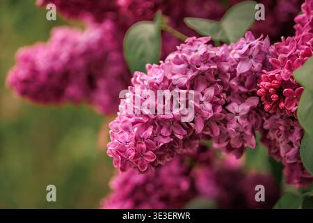 An einem schönen Frühlingstag in Zürich, Schweiz, blüht auf einem Zweig mit grünen Blättern in einem Garten eine Ansammlung rosa Fliederblüten Stockfoto