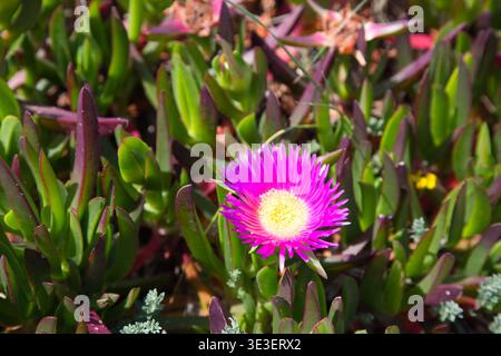 Helle Magenta Eispflanze Blume Zwischen Saftigem Küstengrün Auf Dem Fishermans Trail, Portugal. Stockfoto