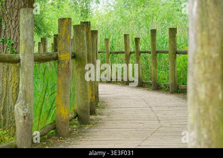 Eine hölzerne Promenade mit einem rustikalen Zaun schlängelt sich durch üppige grüne Vegetation in einer friedlichen natürlichen Umgebung, ideal für Spaziergänge im Freien und Erkundungen in der Natur Stockfoto