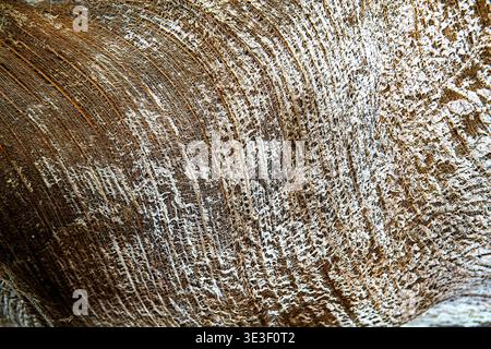 Extremes Makro der Stammrinde von Cocos nucifera mit faserigen Schichtrillen, horizontalen Narben und natürlichem Netzmuster. Fängt authentische Bio-T ein Stockfoto