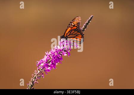 Monarchschmetterling (Danaus plexippus) sammelt Treibstoff für seine Herbstwanderung auf einer leuchtend violetten Wildblume im Süden von Ontario, Kanada Stockfoto