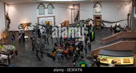 Frankfurt, Deutschland - 4. Februar 24: Panoramablick auf die Dinosaurier-Ausstellungshalle im Naturmuseum Senckenberg in Frankfurt am Main, Deutschland, foss zeigt Stockfoto