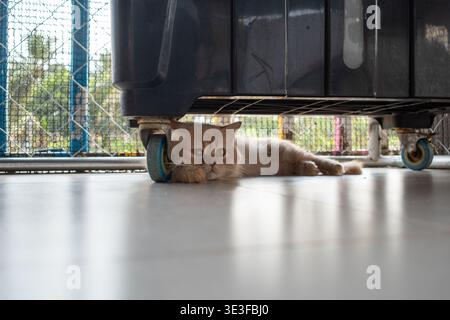 Die süße Katze liegt unter einem Koffer mit Rädern. Gerollt auf glattem Boden, Augen breit und neugierig. Ingwerfell steht im Kontrast zu dunklem Gepäck. Weiches Licht hebt i hervor Stockfoto