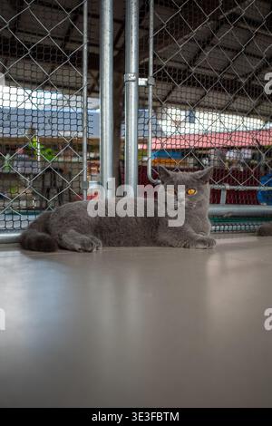 Die graue Katze liegt hinter dem Maschendrahtzaun. Er blickt direkt auf die Kamera. Der Mantel ist kurz und elegant. Hintergrund zeigt eine unscharfe Inneneinstellung. Cat wird angezeigt Stockfoto