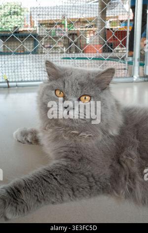 Graue Katze liegt auf einer Ebenen Oberfläche auf. Hellgelbe Augen blicken direkt. Kuscheliger Fell umrahmt sein Gesicht. Umzäunter Hintergrund zeigt unscharfen Außenbereich. Kat Stockfoto