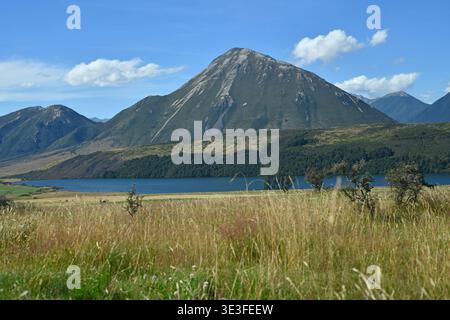Schafe laufen auf einer Farm in Canterbury in der Nähe des Lake Grasmere, Neuseeland Stockfoto