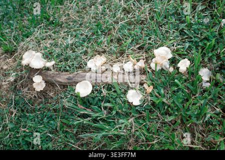 Kleine weiße Pilze wachsen auf einem Baumstamm im grünen Gras. Die Naturszene zeigt Pilze in grasbewachsener Umgebung im Freien. Pilze sammeln sich in der Nähe von gefallenem Holz auf Vibr Stockfoto