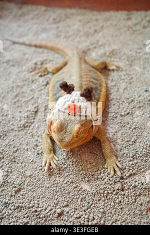 Bärtiger Drache trägt Strickmütze mit orangefarbenem Nasenstück. Es liegt auf strukturiertem Sandsubstrat auf. Kuscheliges, skurriles Accessoire für kleine Reptilien. Das Tier ist ruhig Stockfoto