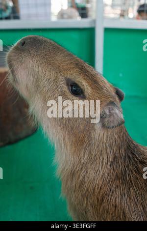 Capybara blickt mit neugierigen, dunklen Augen nach oben. Sein Fell ist dick, braun und leicht zerzaust. Grüner Hintergrund weist auf ein Indoor- oder Zoogehege hin. C Stockfoto
