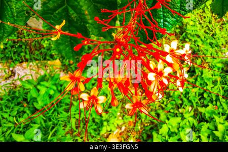 Tropische Pagode Blumen rot und gelb Clerodendrum paniculatum in Patong Beach Kathu Bezirk Phuket Island Provinz Südthailand in Sout Stockfoto