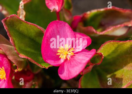 Rosa Wachs Begonia Blume (Begonia semperflorens) in Blüte, Nahaufnahme mit grünen Blättern. Helle dekorative Gartenpflanze. Stockfoto