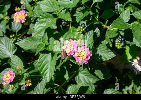 Lantana Camara (gemein lantana) in rosa und gelb auf Enoshima Island - Fujisawa, Kanagawa, Japan - 10. November 2025 Stockfoto