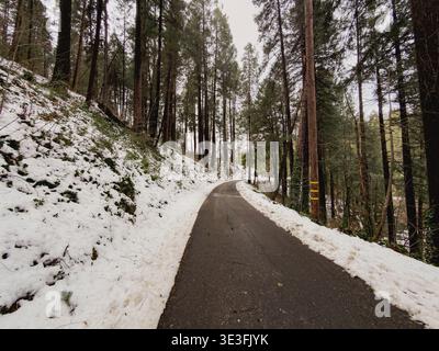 Eine abgeschiedene, gepflasterte Straße führt im Winter durch einen dichten Wald mit hohen Kiefern und Tannen Stockfoto