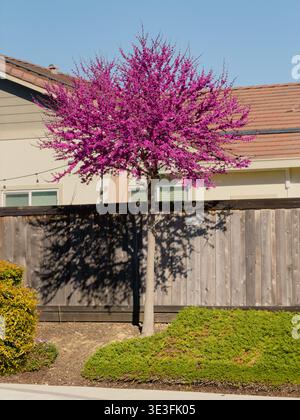Östliche Redbud-Baum in voller Frühlingsblüte Stockfoto