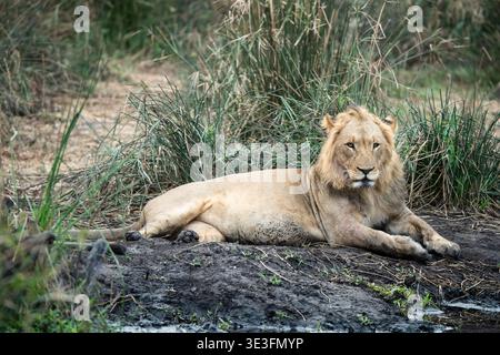 Junger männlicher Löwe, Panthera leo, Karongwe Game Reserve, Südafrika Stockfoto
