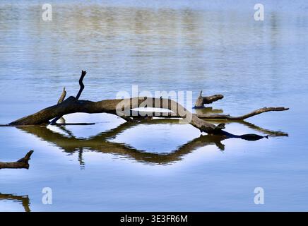 Ein minimalistisches Foto im Freien zeigt einen verwitterten Zweig aus totem Holz, der im ruhigen Wasser eines blau-grauen Sees oder Flusses schwimmt. Die Szene wird von der Reflexion des glatten, knorrigen Asts im stillen Wasser dominiert, wodurch ein künstlerisches symmetrisches Muster entsteht. Der sanfte blaue Himmel des frühen Frühlings spiegelt sich auf der Wasseroberfläche und schafft eine friedliche und ruhige Atmosphäre. Sanftes natürliches Tageslicht beleuchtet die raue, alte Holzstruktur Waterscape mit verwittertem Holz Reflexion in einem ruhigen See. Hochwertige Fotos Stockfoto