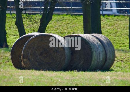 Eine Gruppe großer runder Heuballen (trockenes Stroh), die auf einer grünen Wiese liegen. Die Ballen sind verwittert und weisen eine graubraune Textur aus getrocknetem Gras auf. Im Vordergrund ist frisches, grünes Frühlingsgras zu sehen, während im Hintergrund eine Linie aus dunklen Baumstämmen und ein Holzzaun auf einem grasbewachsenen Hang zu sehen ist. Runde Heuballen auf einem grünen Feld mit Bäumen im Hintergrund. Hochwertige Fotos Stockfoto