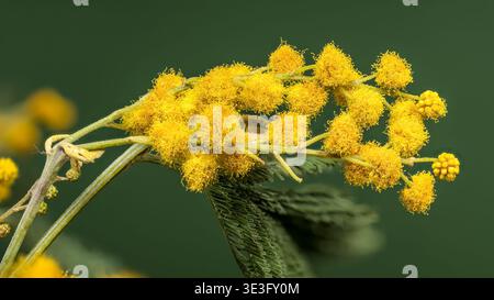 Makroaufnahme von hellgelben Mimosa-Blüten auf einem Zweig mit weichen grünen Blättern vor dunkelgrünem Hintergrund. Ein wunderschönes Symbol des Frühlings und der Saison Stockfoto
