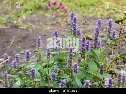 Agastache foeniculum, Agastache anethiodora, allgemein bekannt als Anis Ysop, blauer Riesenysop, duftender Riesenysop oder Lavendelysop Stockfoto