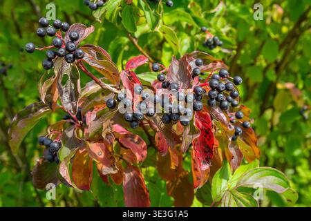 Cornus sanguinea ist eine mehrjährige Pflanze der Sodfamilie. Ein hoher Strauch mit kleinen Blumen und schwarzen, ungenießbaren Beeren. Der Turf-Brunnen wird als Schmuck angebaut Stockfoto