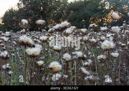 Mariendistel Samenkopf - lateinischer Name - Silybum marianum. Stockfoto