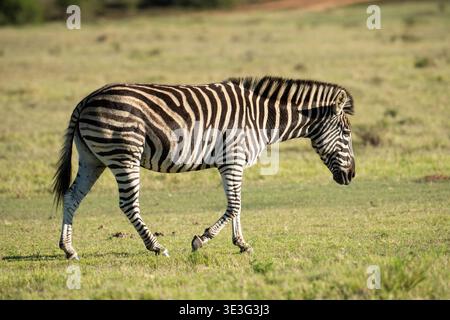 Plains Zebra, Equus Quagga, Schotia Safaris Private Game Reserve, Südafrika Stockfoto