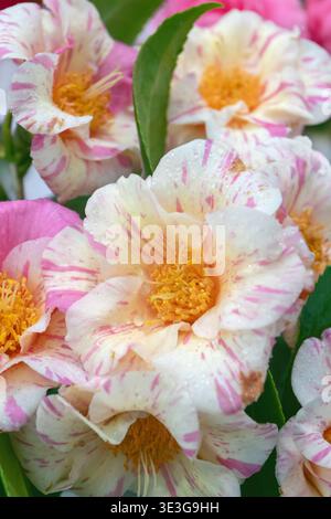 Vertikale Blütenzusammensetzung von weißen und rosa zweifarbigen halb-doppelten Camellia japonica Blüten mit gelben Staubblättern und grünen Blättern. Elegantes botanisches Ar Stockfoto