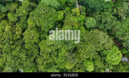 Der Sinfonie-Fluss schlängelt sich durch das Harau Valley, endlose smaragdgrüne Baldachin, wo alte Bäume Geheimnisse des wilden Herzens Sumatras flüstern. Stockfoto