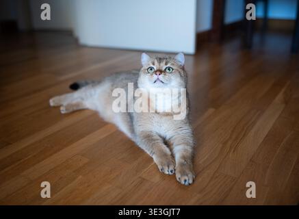 Eine goldene britische Kurzhaarkatze liegt auf einem Parkettboden und blickt mit großer Aufmerksamkeit auf. Die Vorderpfoten sind ordentlich verstaut, seitlich Stockfoto