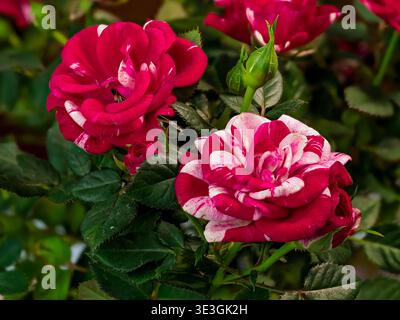 Rote Rose mit weißen Streifen, einzigartige Farbkombination von Blütenblättern, Blickfang, raffiniert, in einer natürlichen Umgebung, blühend, Blumenstrauß c Stockfoto