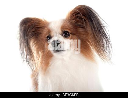 Papillon Hund vor weißem Hintergrund Stockfoto