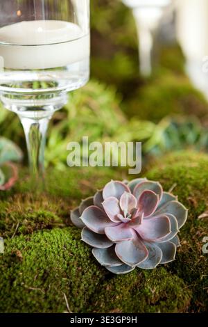 Hochzeitstisch mit saftigem Moos- und Moos-Design. Stockfoto