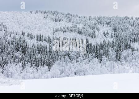 Blick auf ein Winterwunderland, wo schneebedeckte Bäume einen atemberaubenden Kontrast zur weißen Landschaft bilden, Lyngen, Troms, Norwegen. Stockfoto