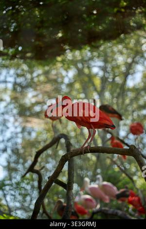 Zwei scharlachrote Ibis auf Baumzweig, tropische Vögel Stockfoto