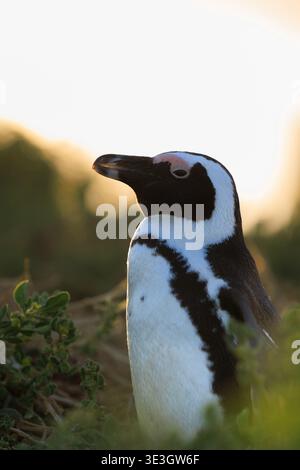 Der Blick auf einen markanten afrikanischen Pinguin mit seinem unverwechselbaren schwarz-weißen Gefieder liegt inmitten der grünen Küstenflora Betty's Bay, Süd Stockfoto