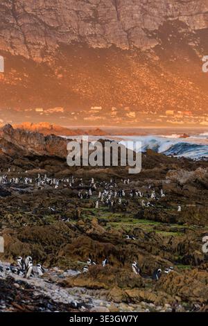 Blick auf Pinguine, die über zerklüftete Felsen watscheln, eine Sinfonie aus Schwarz und weiß gegen ockerfarbene Klippen und türkisfarbene Wellen, Betty's Bay, Western Cape, Stockfoto