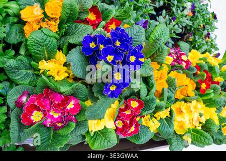 Leuchtende Mehrfarbige Blumen In Sonniger Windowbox-Szene Stockfoto