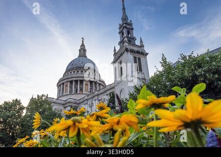 St. Paul's Cathedral in London, eingerahmt von gelben Blumen Stockfoto