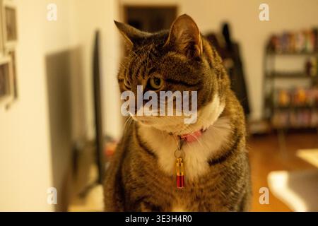 Nahporträt einer europäischen Katze mit tigergrauem Fell Stockfoto