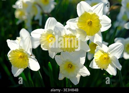 Frühlingsnarzissen Narzissen in einem englischen Garten, norfolk, england Stockfoto