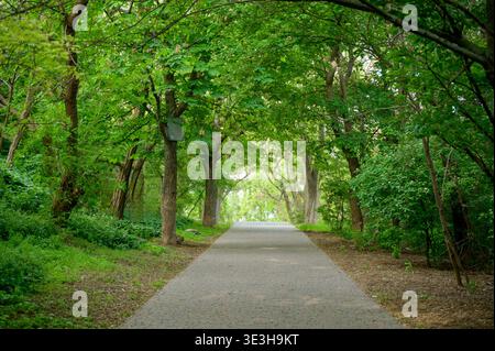 Lange Asphaltstraße, die durch ein dichtes Walddach in Richtung Sonne führt. Klarer Himmel ist vor uns. Das Konzept der Erforschung, des Fortschritts und des Findens von Licht am Stockfoto