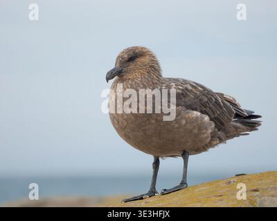 Stercorarius antarcticus, Falkland Skua, Brown Skua, Antarktische Skua, Southern Great Skua sind Namen für die große Skua der Subantarktis, die ta Stockfoto