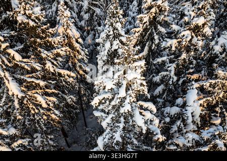 Goldene Abendsonne taucht in einen dichten, schneebedeckten Fichtenwald. Atemberaubende Luftperspektive der unberührten Winterwildnis Stockfoto