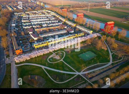 Blühende Kirschbäume in Almere Regenboogbuurt, Aerial View, Flevoland, Niederlande Stockfoto