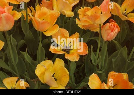 Beim Tulip Festival in Holland, Michigan, USA, sehen Sie die zweifarbigen orangefarbenen und gelben Blüten des Day Dream Darwin Hybrid Tulip Flowers Stockfoto